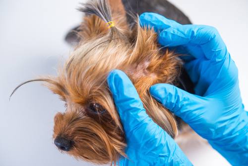 Veterinary Treatment for Ear Mites