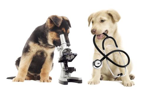 Dogs playing with lab equipment.