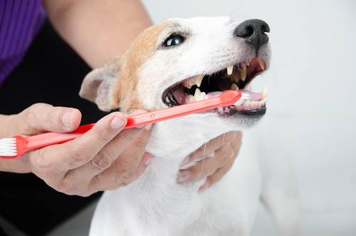Dog getting his teeth brushed at the veterinarian.